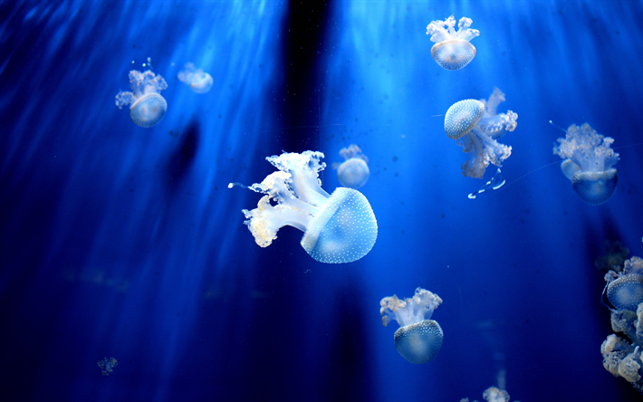 las medusas, 4k, bajo el agua, la fauna, el mar, medusozoa