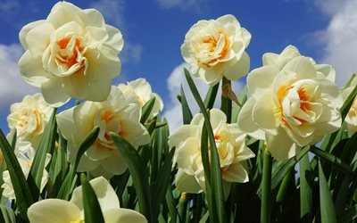 水仙, 4k, 春, 白い花