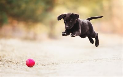 Labrador, brown puppy, small dog, cute animals, pets, retriever