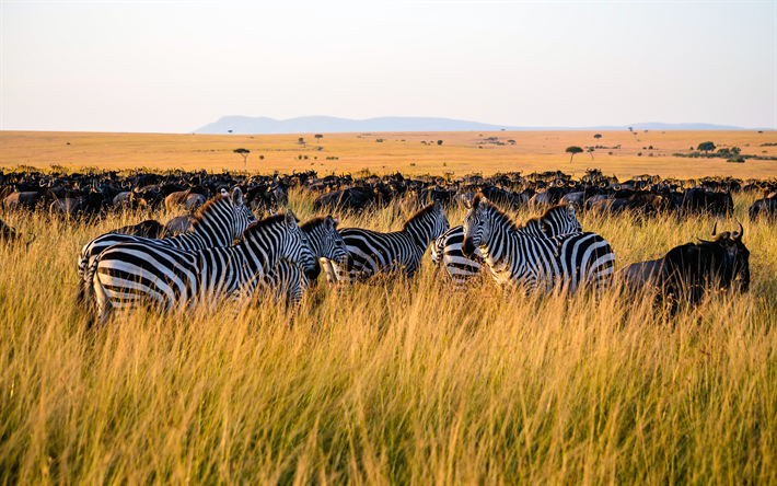 zebra, 4k prateria, steppa africana, savana, Africa, wildlife, Hippotigris