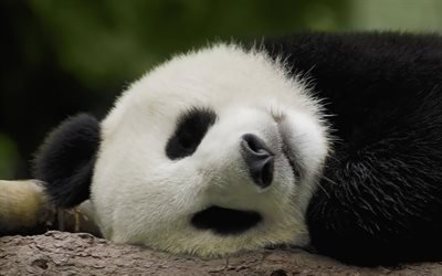 los pandas del zool&#243;gico, animales lindos, dormir panda, osos, Ailuropoda