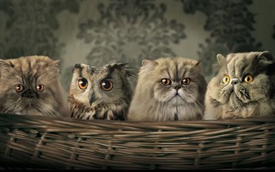 Gato Persa, coruja, fofo gato, animais de estima&#231;&#227;o, os gatos dom&#233;sticos, cesta de, Persa, gatos