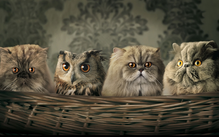 Persian Cat, owl, fluffy cat, pets, domestic cats, basket, Persian, cats