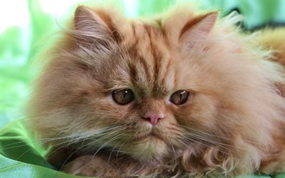 Persian cat, fluffy red cat, domestic cats, cute animals, cats