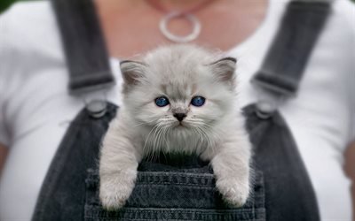 Ragdoll Kitten, denectic cat, cat in the pocket, cute animals, gray cat, ragdoll, blue eyes, kitten, cats, pets, Ragdoll Cat