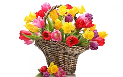 cesta com tulipas, coloridas tulipas, lindas flores, tulipas em um fundo branco, cesta com flores, tulipas, plano de fundo para um cart&#227;o de felicita&#231;&#245;es com tulipas