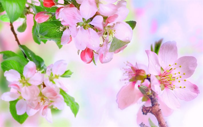 apple blossoms, spring, May, pink flowers, apple tree, branch with flowers, blossoming apple tree