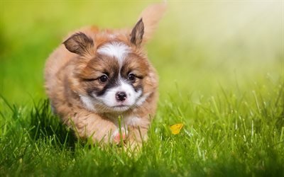 小さな子犬, かわいい動物たち, 犬, 緑の芝生, 走犬