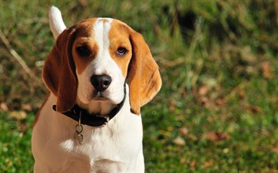 Beagle, 4k, close-up, mascotas, perro, perros, animales divertidos, Perros de raza Beagle