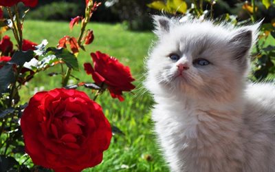 Ragdoll Kitten, rose, denectic cat, cute animals, small Ragdoll, cats, ragdoll, pets, Ragdoll Cats