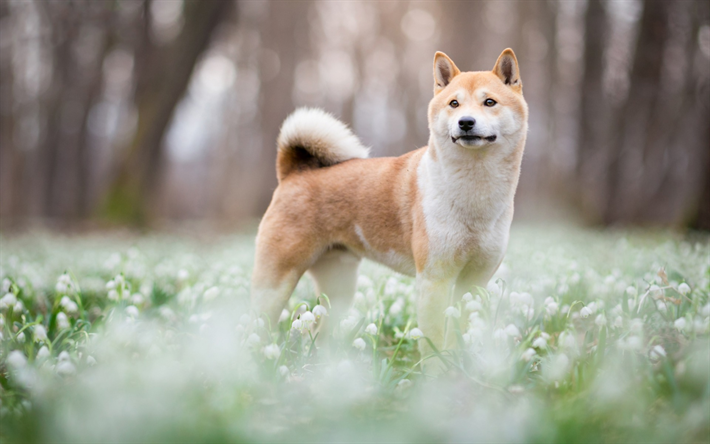 秋田犬, 大の犬のしょうが, 緑の芝生, snowdrops, ペット, 春, 犬