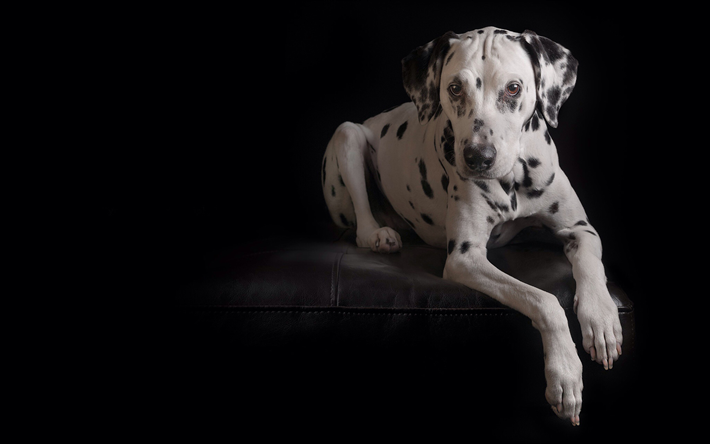Dalmatiska, darkess, inhemsk hund, husdjur, hundar, s&#246;ta djur, Dalmatiner Hund