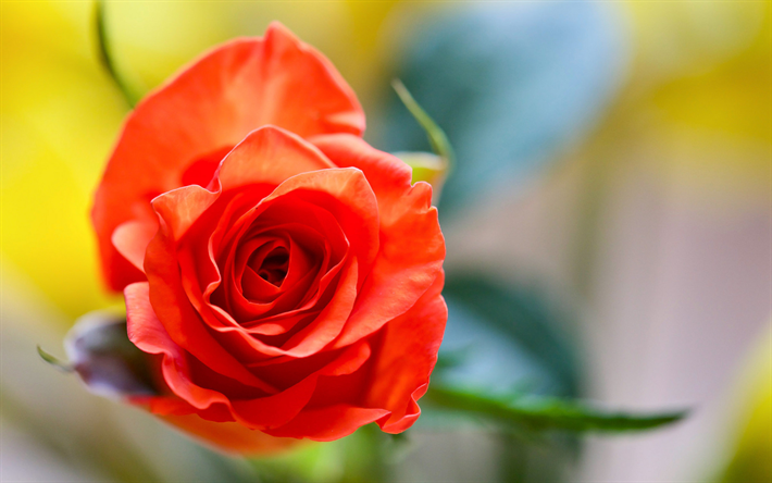 scarlet rose, close-up, sfondo sfocato, bud, rose