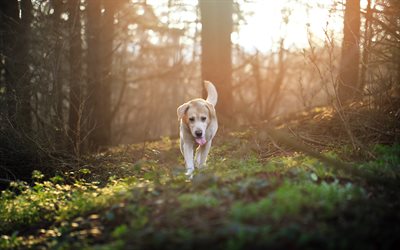 el golden retriever, el bosque, el labrador, puesta de sol, las mascotas, los perros labrador, perro, perros, perro perdiguero