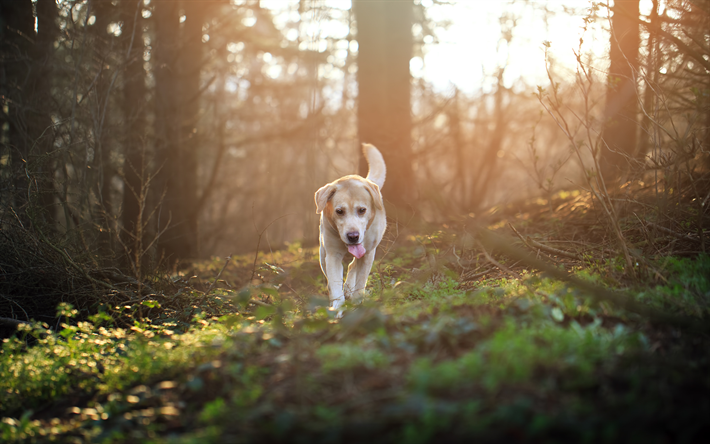 golden retriever, for&#234;t, au labrador, coucher de soleil, animaux de compagnie, les labradors, l&#39;ex&#233;cution de chien, chiens, retriever