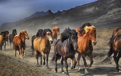 Caballos islandeses, 4k, el reba&#241;o de caballos, la ejecuci&#243;n de los caballos, la vida silvestre, Islandia, caballos