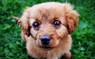 4k, Norfolk Terrier Cane, cucciolo, divertente, cane, close-up, animali domestici, cani, Norfolk Terrier
