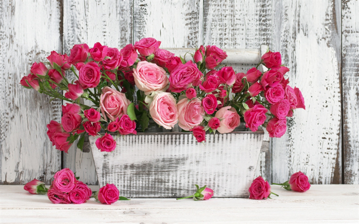 rosa rosen, einem h&#246;lzernen topf, sch&#246;ne lila blumen, rosen, gartenbau