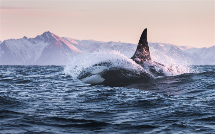 Baleia assassina, Orca, oceano, p&#244;r do sol, animais perigosos, mam&#237;fero, baleias dentadas, esp&#233;cies de baleias