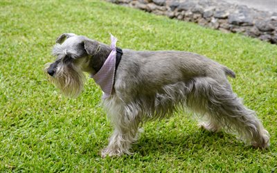 Irish Terrier, 4k, gris perro, mascotas, c&#233;sped, perros, animales lindos, Irish Terrier Perro