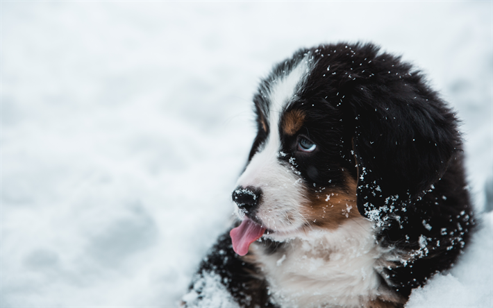 Bernese山犬, 冬, ペット, 子犬, 小型犬牛, 犬, かわいい動物たち, 山犬, Bernese山犬の犬