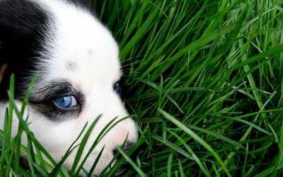 Border Collie, close-up, cachorro, mascotas, animales lindos, peque&#241;os collie de la frontera, la hierba verde, perros Border Collie Perro