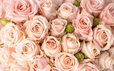 pourpre des roses, des gros bouquet, des roses, de belles fleurs, tons doux, floral, fond