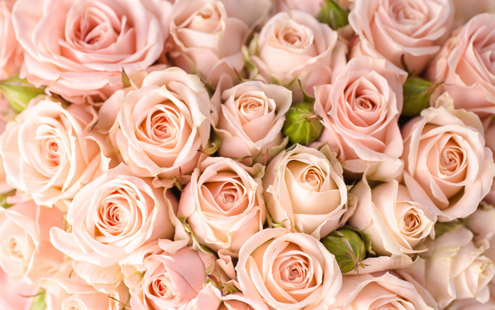 p&#250;rpura rosas, gran ramo de flores, rosas, hermosas flores, tonos suaves, de flores de fondo