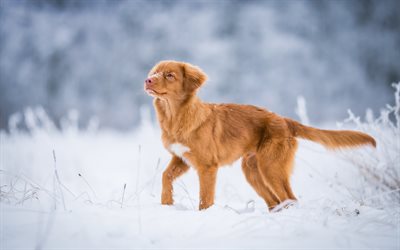 brown cachorro de labrador retriever, lindos perros, mascotas, buenos perros, razas de perros dom&#233;sticos