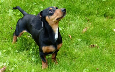 Dachshund, grama verde, animais de estima&#231;&#227;o, cachorros, dachshund preto, animais fofos, Dachshund C&#227;o