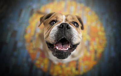 Bulldog inglese, close-up, cani, cane curioso, sfondo sfocato, simpatici animali, animali domestici, Cani Bulldog inglese