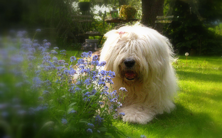 old english sheepdog, close-up, shaggy dog, tilt-shift, haustiere, hunde, old english sheepdog hund