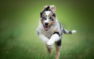 jumping dog, Australian Shepherd, cute puppy, pets, running small dog, Aussie