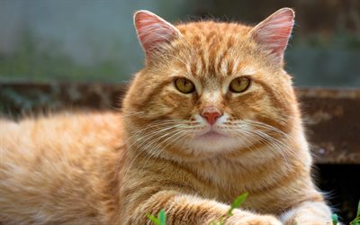 American Bobtail, close-up, ginger cat, pets, domestic cat, cute animals, cats, American Bobtail Cat