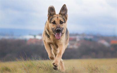 German Shepherd, running dog, puppy, lawn, pets, dogs, German Shepherd Dog