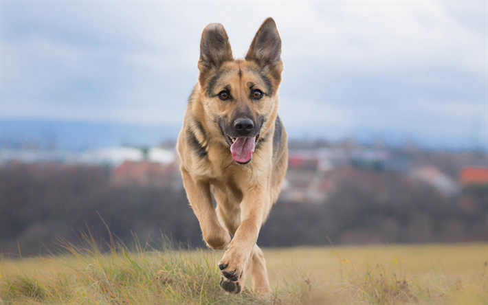 ドイツの羊飼い, 走犬, 子犬, 芝生, ペット, 犬, ジャーマンシェパードドッグ