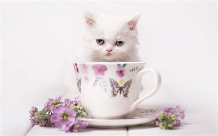 petit chaton blanc, une tasse, des animaux mignons, des yeux bleus, peu de chats