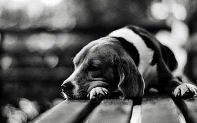 Beagle, monochrome, close-up, dogs, pets, Beagle Dog, sad dog