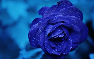 rosa azul, 4k, orvalho, close-up, rosas, flores azuis, rosas azuis