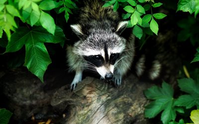 small raccoon, forest, green bushes, green leaves, raccoons, forest animals