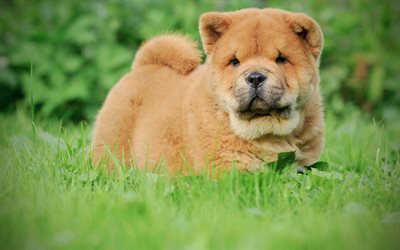 Chow Chow, gramado, animais de estima&#231;&#227;o, peludo c&#227;o, filhote de cachorro, Songshi Quan, c&#227;es bonitos, cachorros