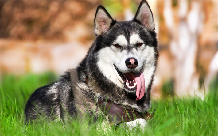 Husky, perro grande, hierba verde, mascotas, razas de perros American