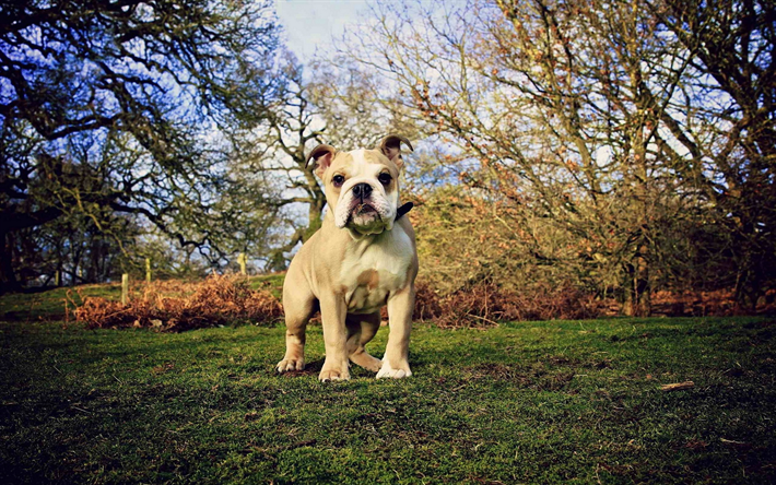 L&#39;anglais de Bouledogue, chiot, animaux mignons, les animaux de compagnie, la pelouse, l&#39;anglais de Bouledogue Chiens, dr&#244;le de chien