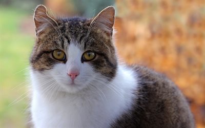 g&#252;zel beyaz kedi, İngiliz form kedi, evcil hayvan, yeşil g&#246;zl&#252;, kedi