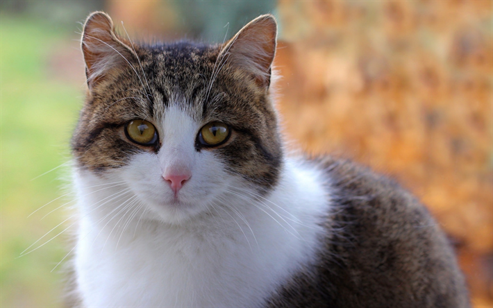 hermoso gato blanco, gato brit&#225;nico de pelo corto, mascotas, ojos verdes, gatos