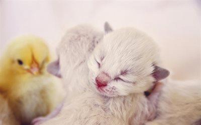 Ragdoll Cat, newborns kittens, denectic cat, small Ragdoll, cute animals, cats, ragdoll, pets, Ragdoll Cats