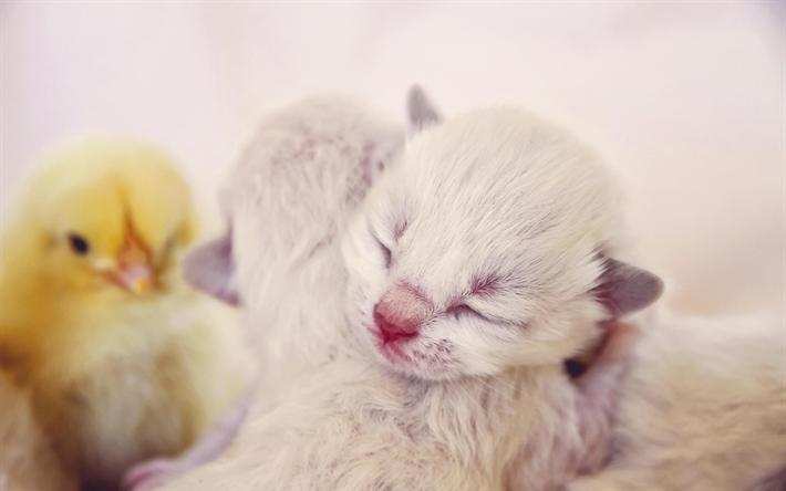 ダウンロード画像 Ragdoll猫 生まれたばかりの赤ちゃんの子猫 Denectic猫 小ragdoll かわいい動物たち 猫 Ragdoll ペット フリー のピクチャを無料デスクトップの壁紙