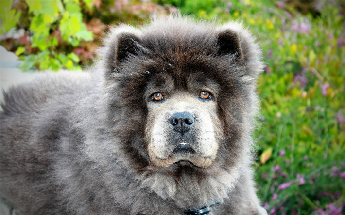 Download wallpapers Gray Chow Chow, 4k, pets, furry dog