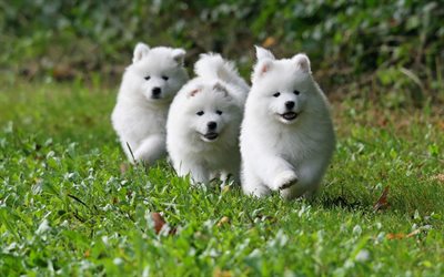 Samoyeds, white fluffy dogs, small white puppies, trio, cute animals, green grass, dogs