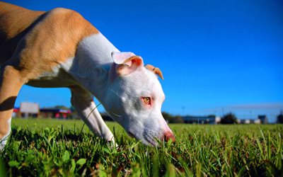 Pit Bull, lawn, puppy, close-up, dogs, Pit Bull Terrier, pets, Pit Bull Dog